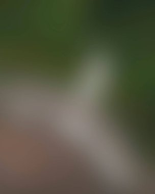 Renklerin soyut bulanık arkaplanı