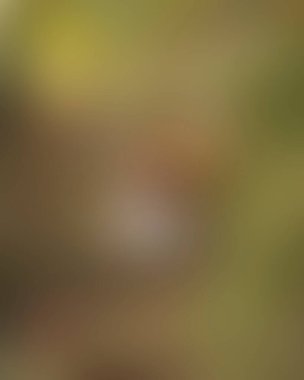 Renklerin soyut bulanık arkaplanı