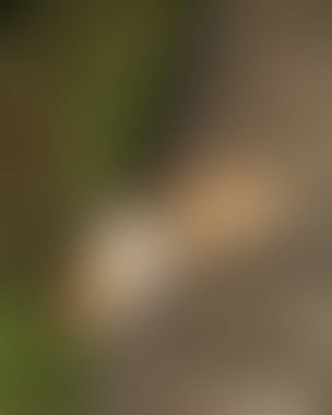 Renklerin soyut bulanık arkaplanı