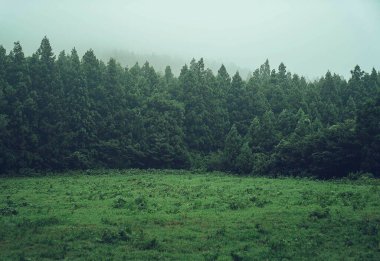 Ormanda yeşil ağaçlar.