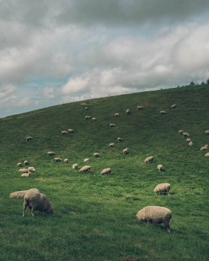 Koyun sürüsüyle güzel bir manzara