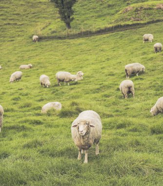 Dağlarda otlayan koyunlar