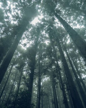 Ormandaki sisin içindeki ağaçlar