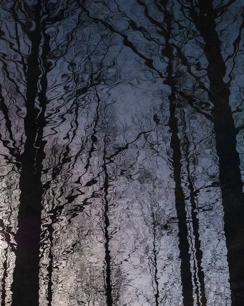 Karda kış ormanı. kış arkaplanı