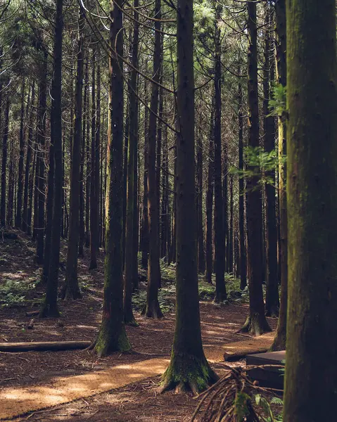 Yeşil ağaçları ve ağaçları olan güzel bir orman.