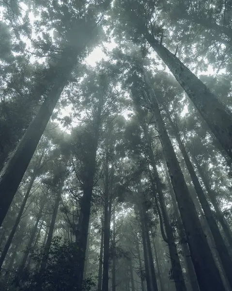 Ormandaki sisin içindeki ağaçlar