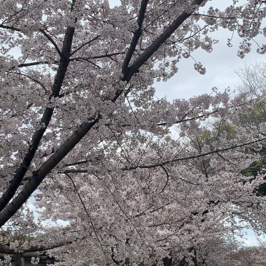 İlkbaharda kiraz çiçeği