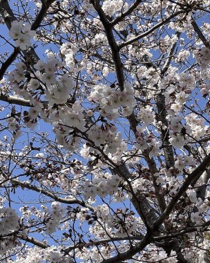 Bahçede güzel bahar çiçekleri