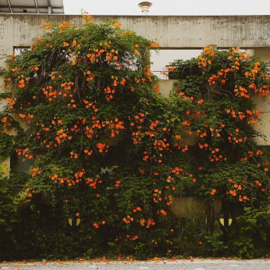 Güzel botanik fotoğrafı, doğal duvar kağıdı.