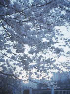 Bahçede güzel bahar çiçekleri