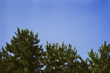 Ağaç dalı mavi gökyüzü karşı