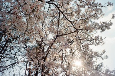 Bahçede güzel bahar çiçekleri