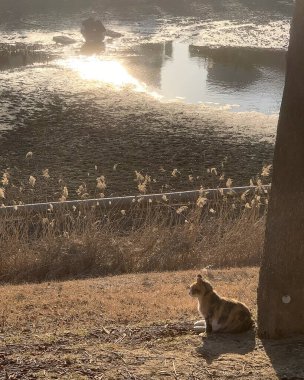 Şirin bir kedinin yakın plan fotoğrafı.