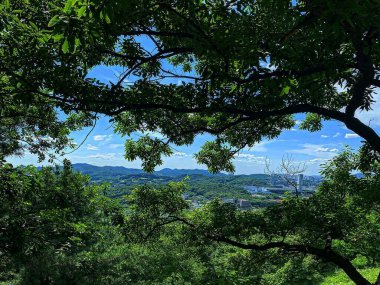 Ormanın güzel manzarası