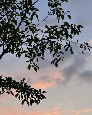 Doğal ormanın güzel manzarası