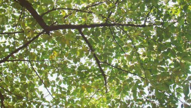 Güzel botanik fotoğrafı, doğal duvar kağıdı.