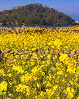 Tarladaki güzel çiçekler