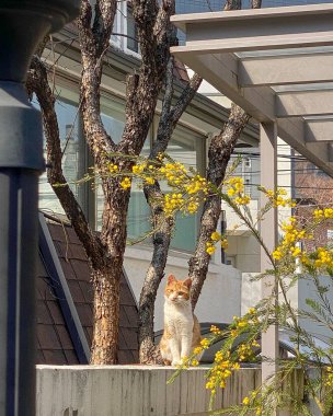 Kedi bankta oturuyor.