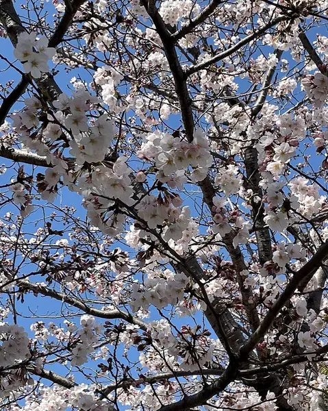 Bahçede güzel bahar çiçekleri