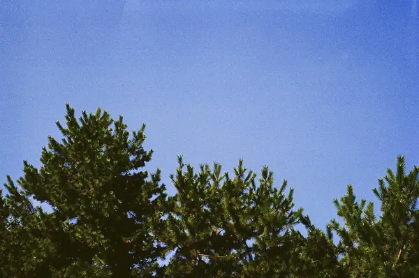 Ağaç dalı mavi gökyüzü karşı