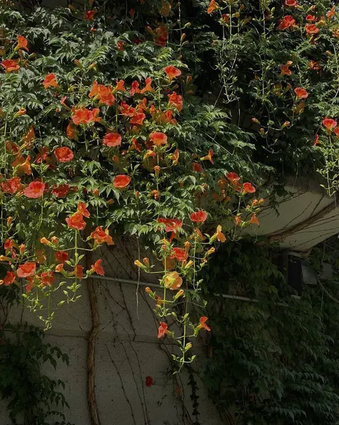 Güzel botanik fotoğrafı, doğal duvar kağıdı.
