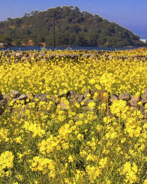 Tarladaki güzel çiçekler