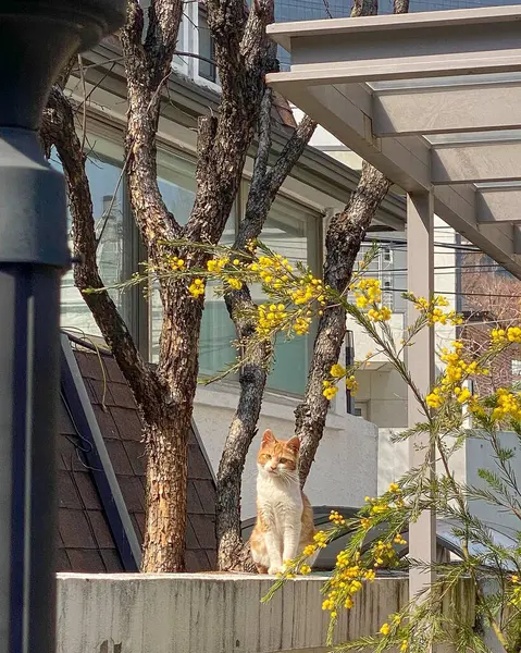 Kedi bankta oturuyor.