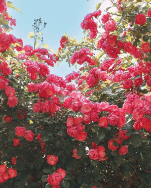 Bahçedeki güzel çiçekler