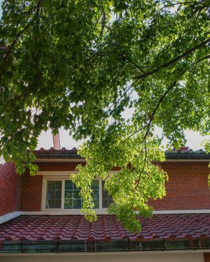 Ormanın güzel manzarası