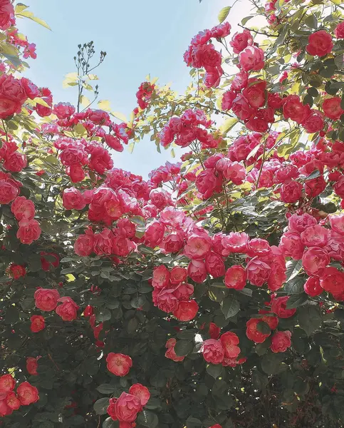 Bahçedeki güzel çiçekler