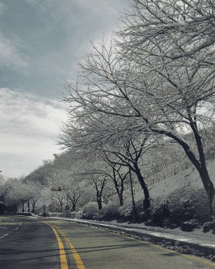 Karla kaplı ağaçlarla kaplı kış manzarası