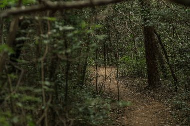 Ağaçların arasında bir patikanın dikey görüntüsü.