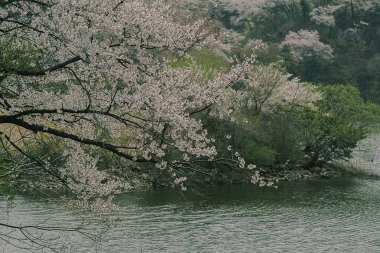 Parkta güzel kiraz çiçekleri