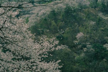 İlkbaharda kiraz çiçeği