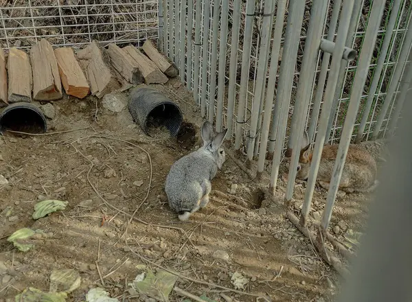 Çiftlikteki tavşan