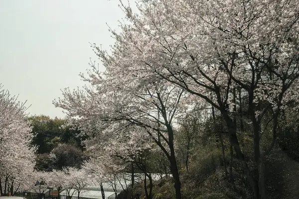 Parkta güzel kiraz çiçekleri