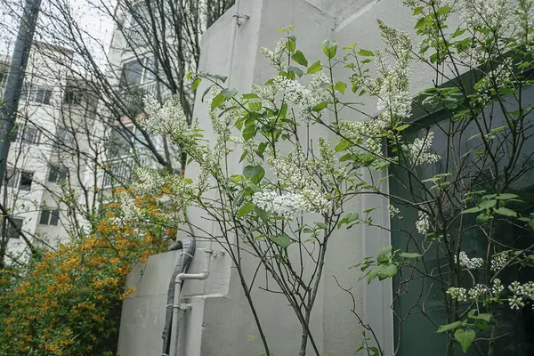 Güzel botanik fotoğrafı, doğal duvar kağıdı.