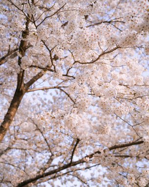 Japonya 'da kiraz çiçekleri