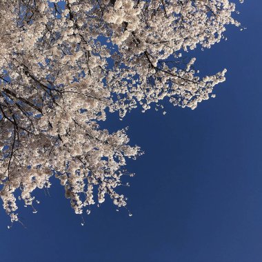 Bahçede güzel bahar çiçekleri
