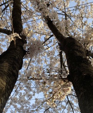Bahçede güzel bahar çiçekleri