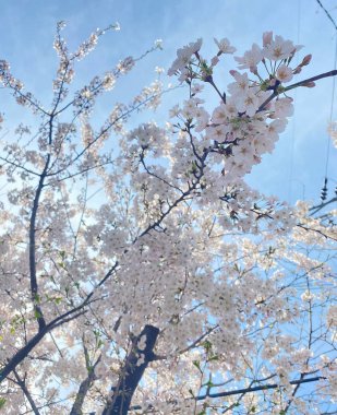 İlkbaharda kiraz çiçeği