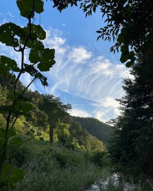 Ağaçlar ve ormanlarla dolu güzel bir manzara.