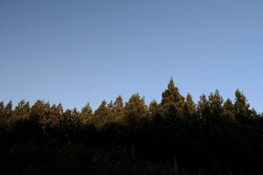 Ormanın güzel manzarası