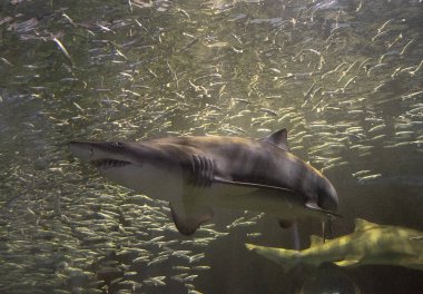 Akvaryumda yüzen köpekbalığı.