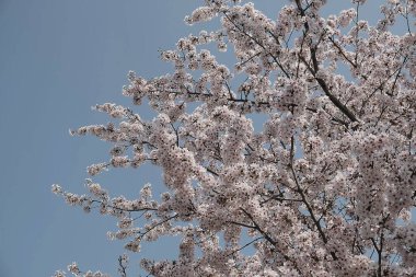 Bahçede güzel bahar çiçekleri