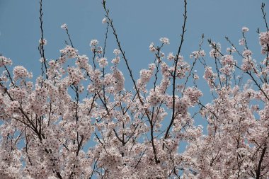 Japonya kiraz ağacı