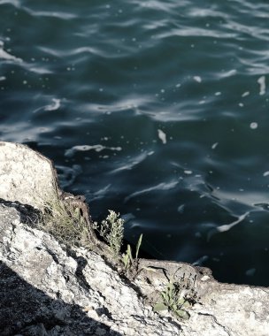 Sahilde deniz taşları