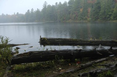 Sonbahar ormanında ağaçlar ve sisli göl