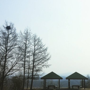 Ormanın güzel manzarası