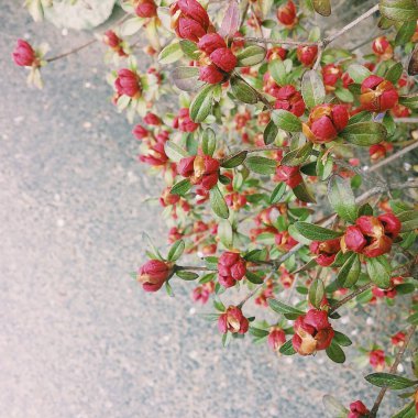 Güzel botanik fotoğrafı, doğal duvar kağıdı.